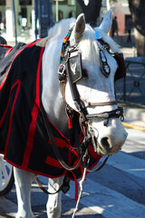 Detail photo of historic traditional horse and vintage horse carriage parked in Kifisia district,...