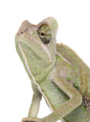 Fototapeta premium Yemen Chameleon