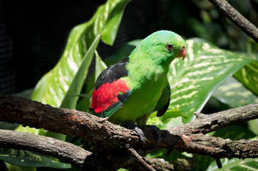 red-winged parrot on tree limb