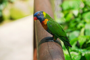 rainbow lorikeet on railing