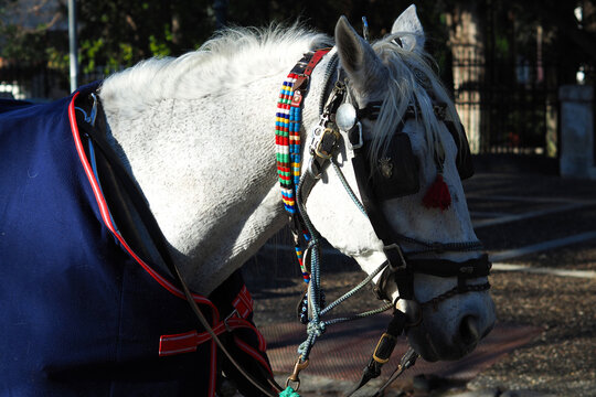 Kifisia Bilder Durchsuchen 240 Archivfotos, und Videos