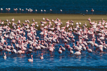 Group of Flamingos enjoying in the sun