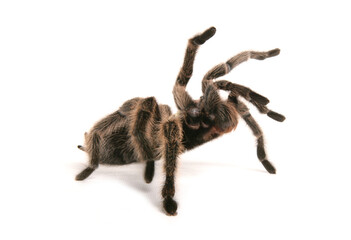 Chilean rose tarantula