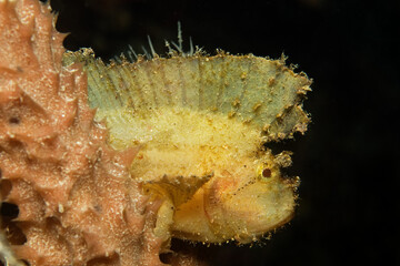 Leaf scorpionfish (Taenianotus triacanthus) in Mabul, Malaysia