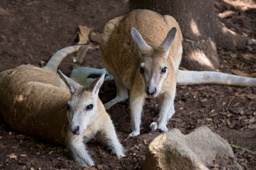 northern nail-tail wallaby pair
