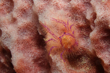 Hairy squat lobster (Lauriea siagiani) in a giant barrel sponge near Mabul, Malaysia