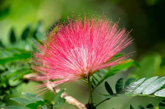 pink powderpuff flower in full bloom