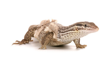 Spiny-tailed Monitor