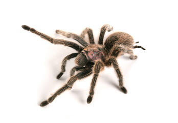 Chilean rose tarantula