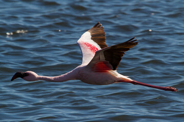 Flamingo enjoying a sunny day at the sea