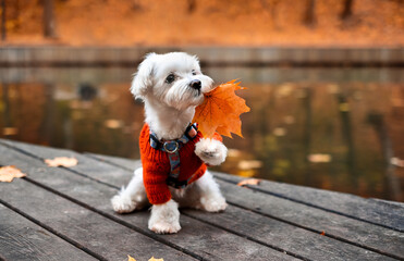 Small cute maltese puppy outdoor portrait