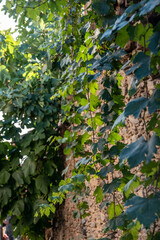 Old wall with ivy and some trees.