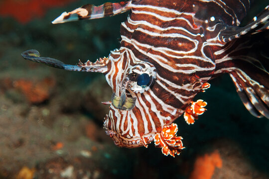 Portrait of a lionfish (Pterois volitans) in Tulamben, Bali, Indonesia
