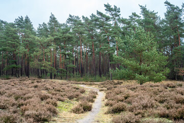 Path over Loenermark (Veluwe, The Netherlands) near Loenen.