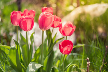 Blooming pink tulips in spring in the garden.