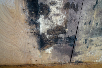 Rotten wood roof paneling covered in black mold