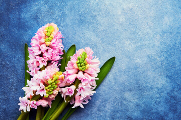 Pink hyacinth flowers bouquet on a blue background. Top view, copy space