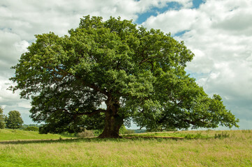 Oak tree in the summertime.