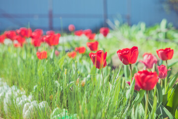 Abundance of spring red tulips