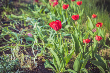 Field of red tulip flowers on a sunny day.