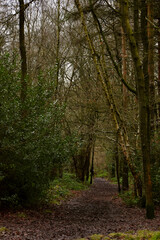 Fototapeta premium Path in the woods, Coventry, England, UK