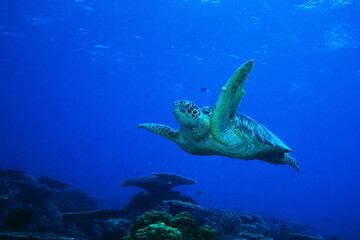 Sea turtle gliding over the reef near Sipadan Island, Malaysia