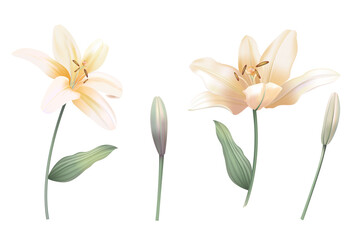 lily vintage realistic illustration on white background. Floral pastel watercolor style.