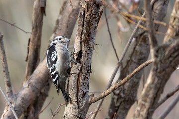 A hairy woodpecker in its habitat in Toronto, Canada