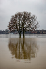 tree at winter time standing in high water, flood of rhine river at Cologne, reflection in water