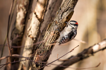 A hairy woodpecker in its habitat in Toronto, Canada