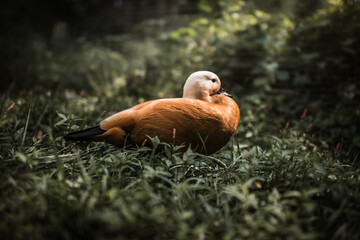 Resting duck