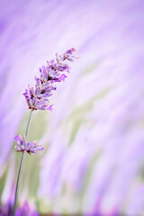 close-up of a lavender flower isolated on a mauve and green background blurred  background with bokeh,  copy space vertical