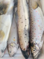 Traditional Koran fish of the lake in Pogradec (Speckled Trout )