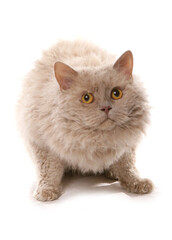 Obraz premium Fawn selkirk rex long hair cat
