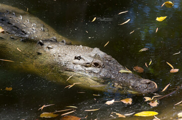 saltwater crocodile at water surface