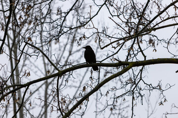 silhouette of a blck crow sitting on a trunk in a tree, no leaves