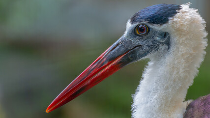 close up head portrait of a whitenecked stork