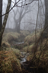 Fog over a creek
