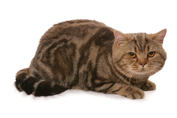 Chocolate Tortie British Shorthair Cat