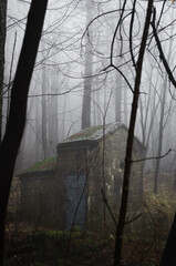 Misty morning in the forest