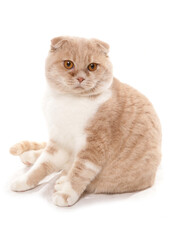 Cream and White scottish Fold Cat