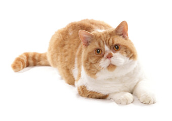 Fototapeta na wymiar Red and White Short Hair Selkirk Rex Cat