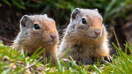 Pair of Columbia Ground Squirrel siblings looking out of their den near Castle Junction in Banff National Park Canada