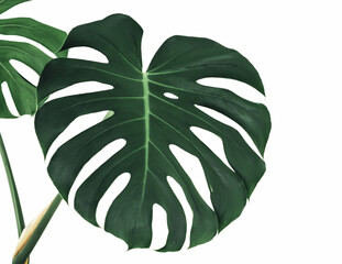 Philodendron monstera plant.Heart shaped green leaves of Homalomena plant (Homalomena Rubescens) the tropical foliage houseplant isolated on white background