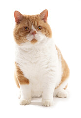 Red and White Short Hair Selkirk Rex Cat