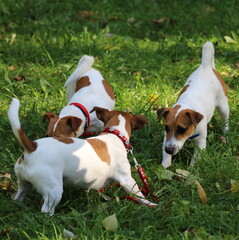 jack russell terrier