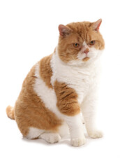 Red and White Short Hair Selkirk Rex Cat