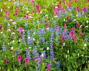 Purple Lupine and Magenta Paintbrush in a summer meadow near Paradise in Mount Rainier National Park in the Northwest United States