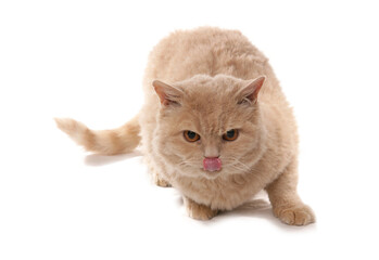 Cream Short Hair Selkirk Rex Cat
