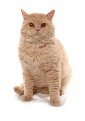 Cream Short Hair Selkirk Rex Cat
